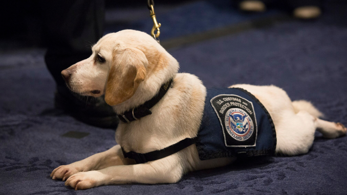 Shelter dogs’ shocking role in the scary fight against the Biden border crisis will leave you stunned