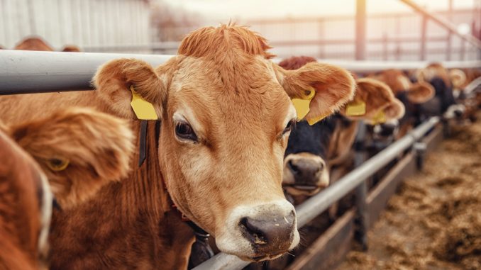 Portrait,Cows,Red,Jersey,Stand,In,Stall,Eating,Hay.,Dairy